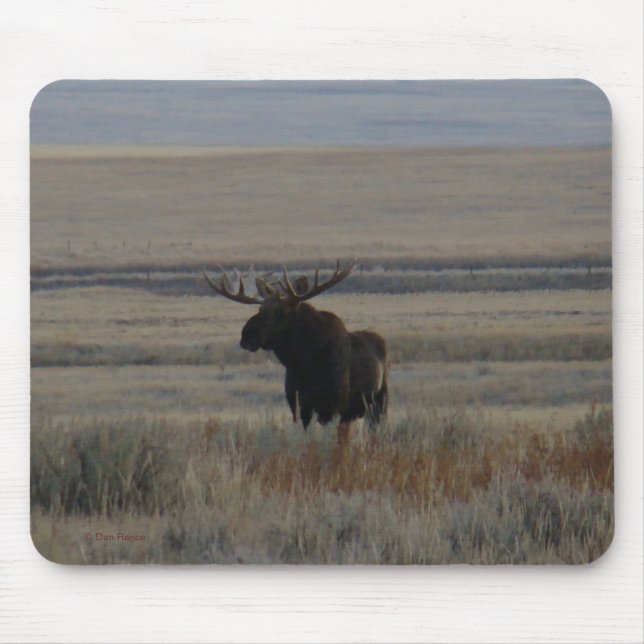 M1 Bull Moose Musmatta (Framsidan)