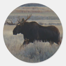 M2 Älgstången Big Bull