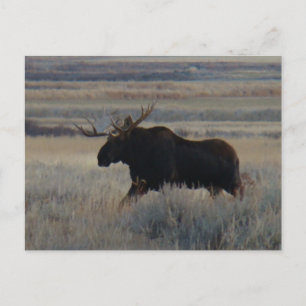 M2 Älgstubb Big Bull Vykort
