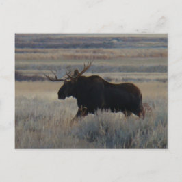 M2 Älgstubb Big Bull Vykort