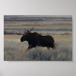 M2 Bull Moose Poster