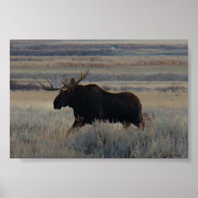 M2 Bull Moose Poster (Framsidan)