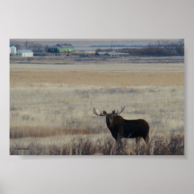 M3 Bull Moose på Farmland Poster (Framsidan)