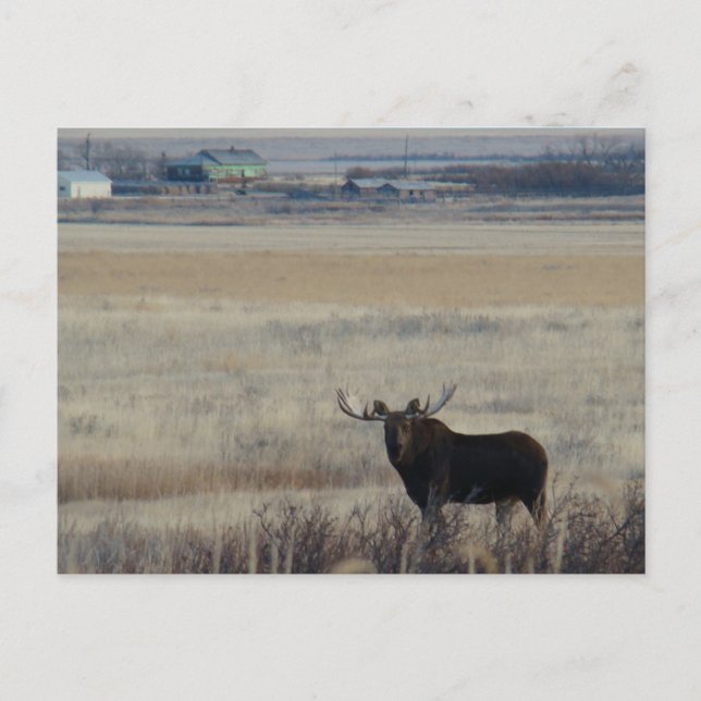 M3 Bull Moose på Farmland Vykort (Framsida)