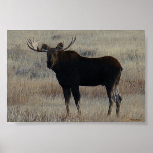 M4 Älg Stora Tjuren Poster