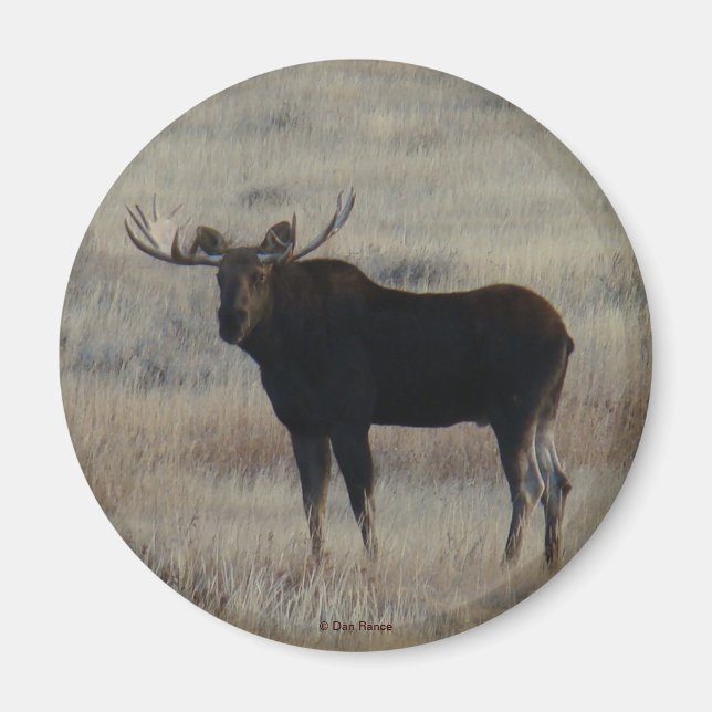 M4 Bull Moose Magnet (Framsidan)