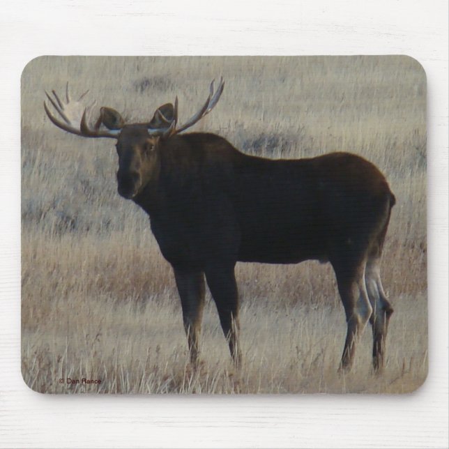 M4 Bull Moose Musmatta (Framsidan)