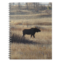 M5 Bull Moose och Sand Backe