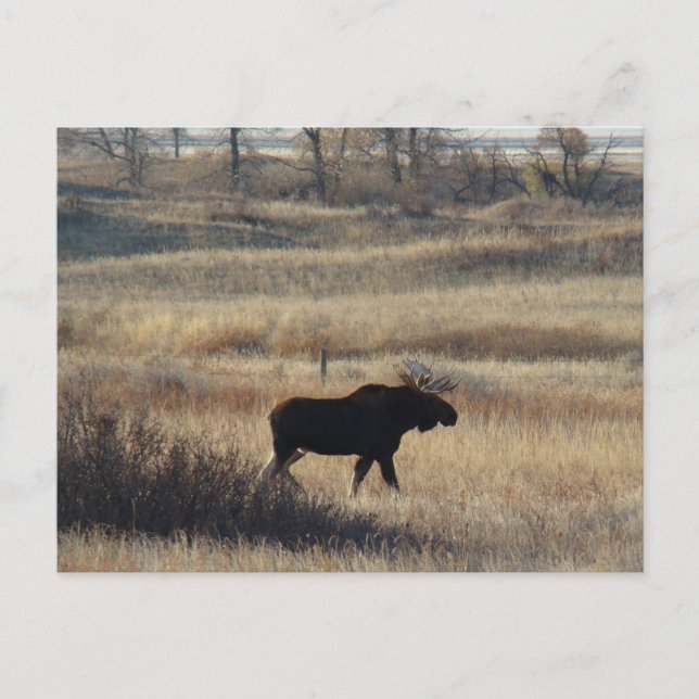 M5 Bull Moose Vykort (Framsida)