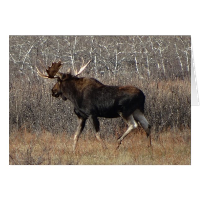 M8 Bull Moose Hälsningskort (Framsidan Horizontal)