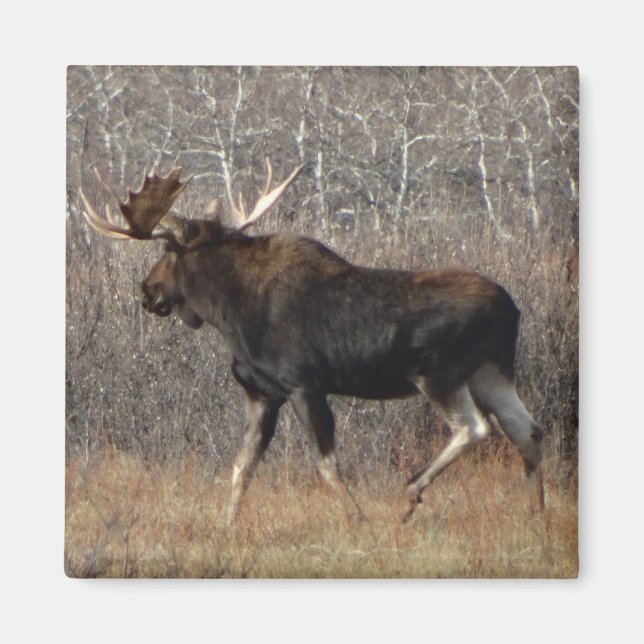 M8 Bull Moose Magnet (Framsidan)