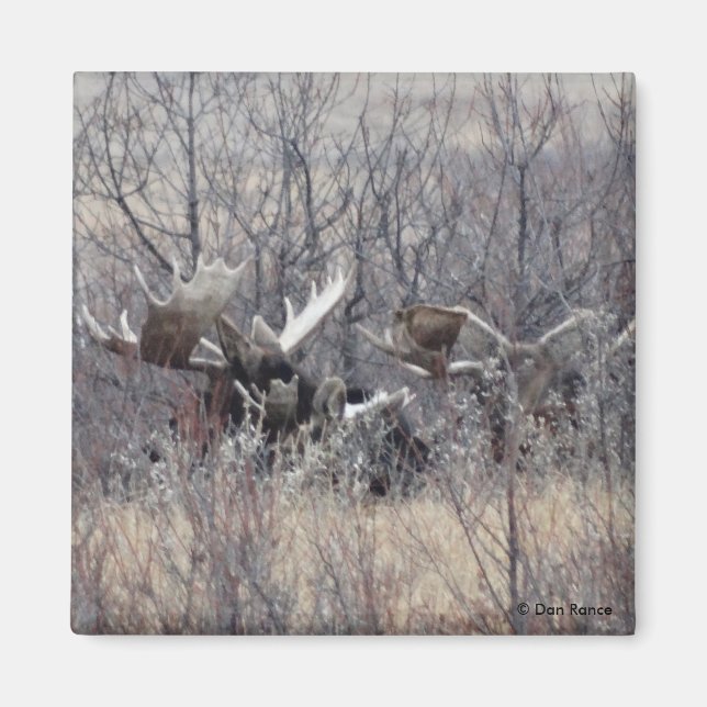 M9 Bull Moose Lay Magnet (Framsidan)