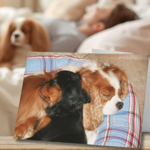 Må bättre från cancer Cavalier King Charles Kort