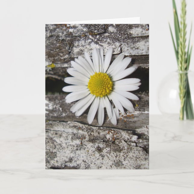 Må bättre snart, Daisy och slitna trä Kort (Framsida)