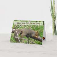 Må bättre snart Rolig Sovande Ekorre