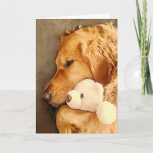 Må Bättre Söt Sorgsen Golden Retriever Hund Husdju Kort