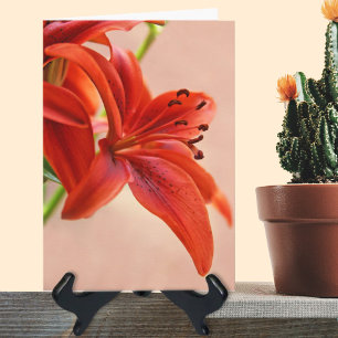 Må Bli Bättre Orange Snart Tigerlily Foto Mall