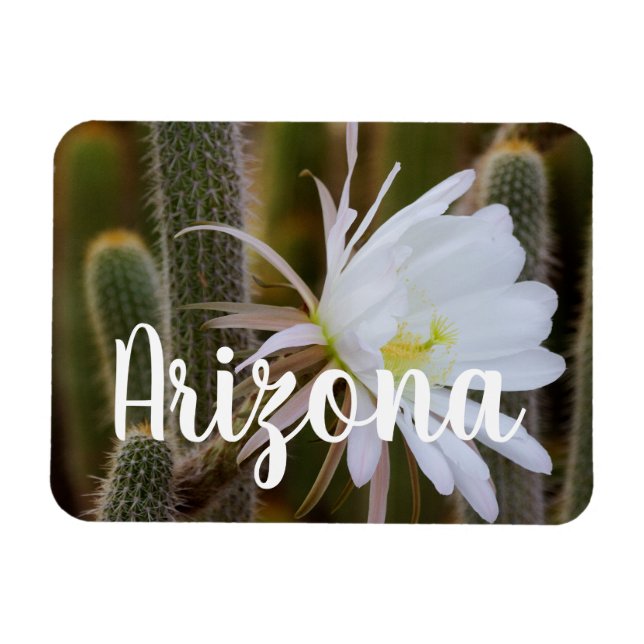 Må i trädgården, Arizona Magnet (Horisontell)