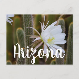 Må i trädgården, Arizona Vykort