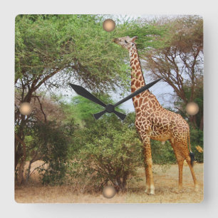 Maasai Giraffe Fyrkantig Klocka