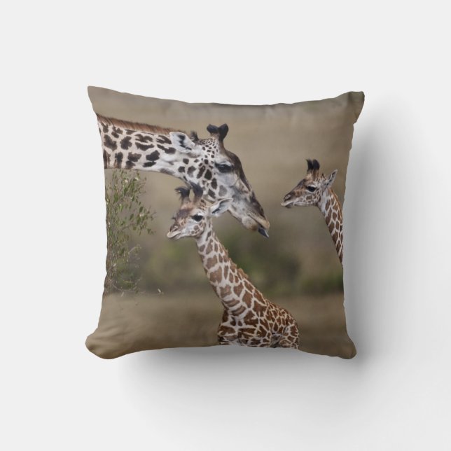 Maasai Giraffe (Giraffe Tippelskirchi) Kudde (Framsida)