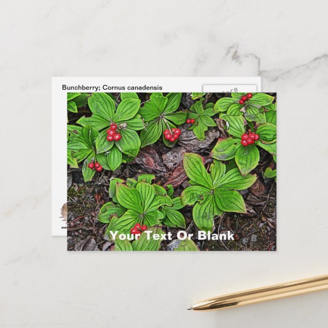 Måbär med Bär Vykort (Fram/Back In Situ)