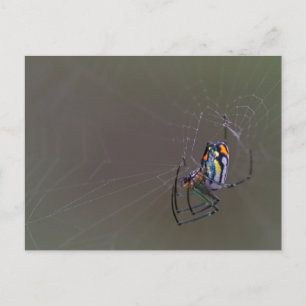 Mabel Orchard Orb-weaver Spider Vykort