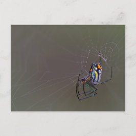 Mabel Orchard Orb-weaver Spider Vykort