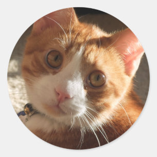 Mac Cat Photo Stickers Runt Klistermärke