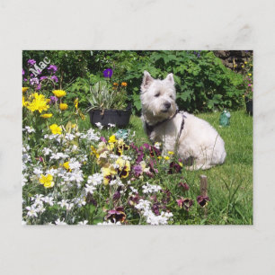 Mac, Väster Highland White Terrier Westie Vykort