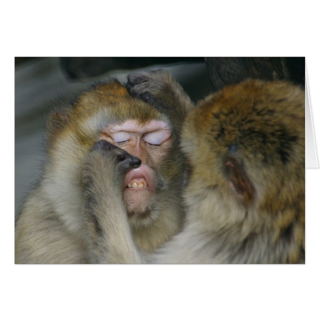 Macaca sylvanus hälsningskort (Framsidan Horizontal)