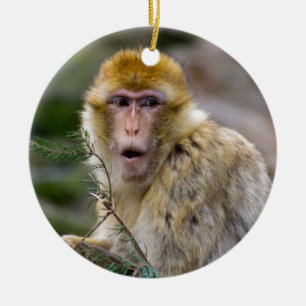 Macaca sylvanus julgransprydnad keramik