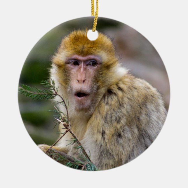 Macaca sylvanus julgransprydnad keramik (Framsidan)