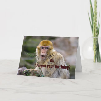 Macaca sylvanus kort