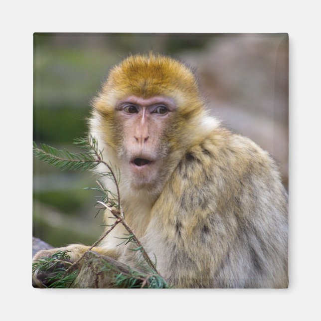 Macaca sylvanus magnet (Framsidan)