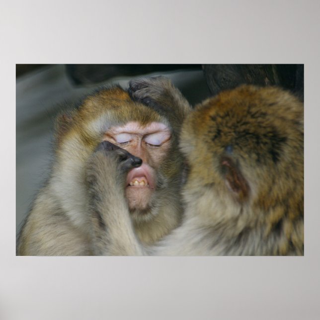 Macaca sylvanus poster (Framsidan)