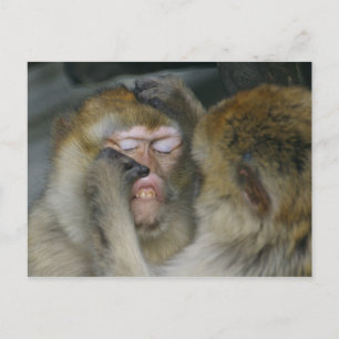Macaca sylvanus vykort