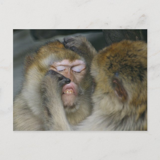 Macaca sylvanus vykort (Framsida)