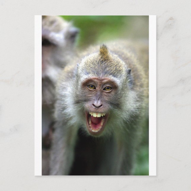 Macaque-apa Vykort (Framsida)