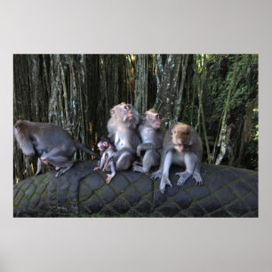 Macaque-familjen Poster