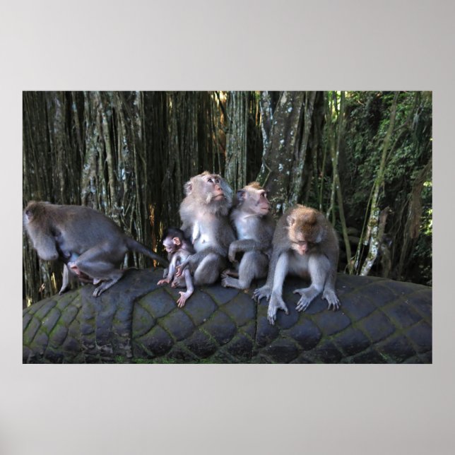 Macaque-familjen Poster (Framsidan)