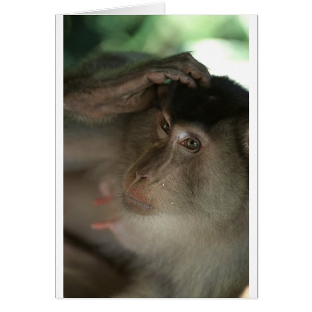 Macaque Monkey Borneo Hälsningskort (Framsidan)