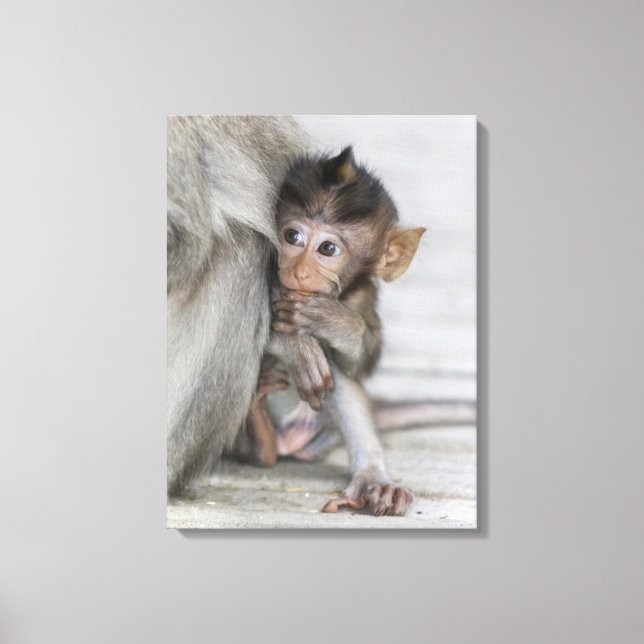 Macaque Monkey Canvastryck (Framsida)