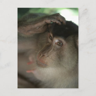 Macaque vykort