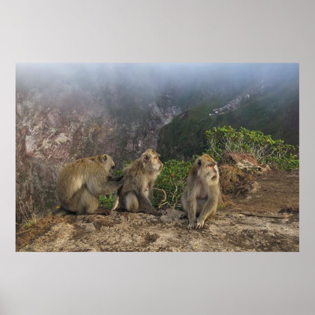 Macaques in the Mist Poster (Framsidan)