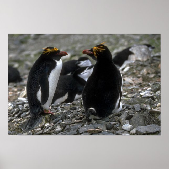 Macaroni Penguin - berget vid Nest Poster (Framsidan)