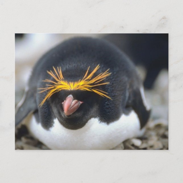 Macaroni Penguin Flop Vykort (Framsida)