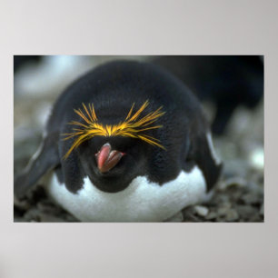 Macaroni Penguin Sitta på ägg Poster