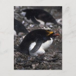 Macaroni Penguin Sitta på ägg Vykort