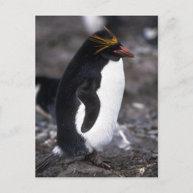 Macaroni Penguin Ständiga Erect Vykort (Framsida)